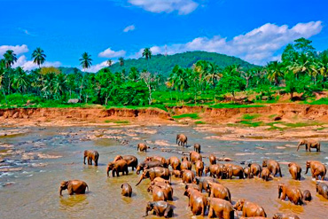 Aestibulum ipsum a ornare car